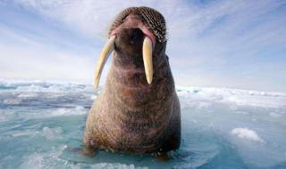 北极,南极都有什么动物 北极有哪些动物